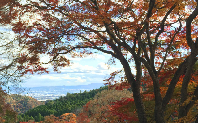 Autumn leaves in Mount Shigi