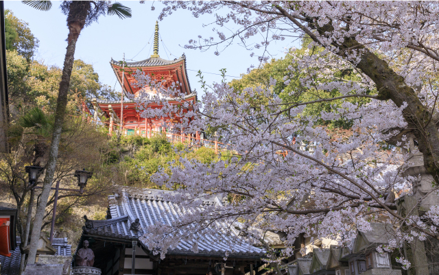 Cherry blossoms in Mount Shigi