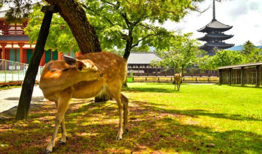 奈良公園